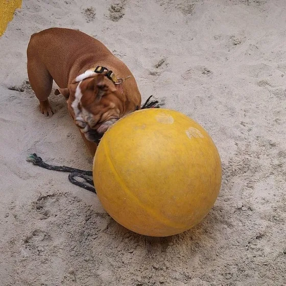 Bulldog inglês empurrando uma bola grande na prainha