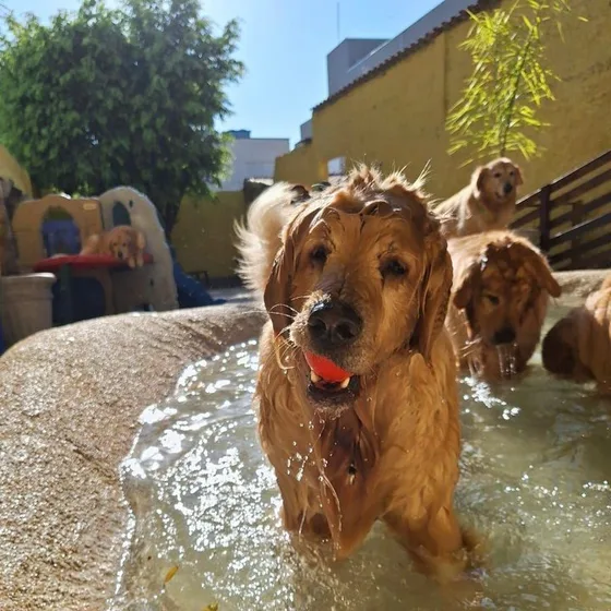 Golden retriever atravessando a piscina rasa com um brinquedo na boca