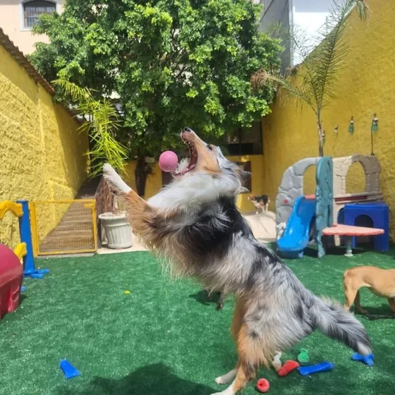 Cão saltando no gramado para pegar a bola