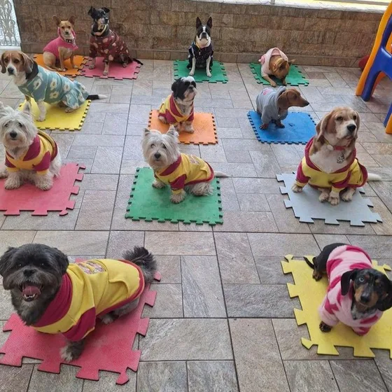 Turma de cães pequenos, cada um no seu tapete, durante a atividade