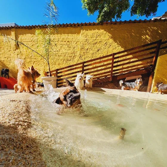 Vários cães brincando juntos na piscina rasa