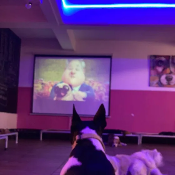 Sessão de cinema: cães assistindo ao telão na sala escura