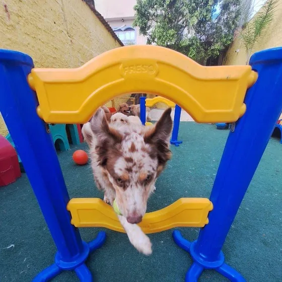 Cão passando por dentro do brinquedo do playground