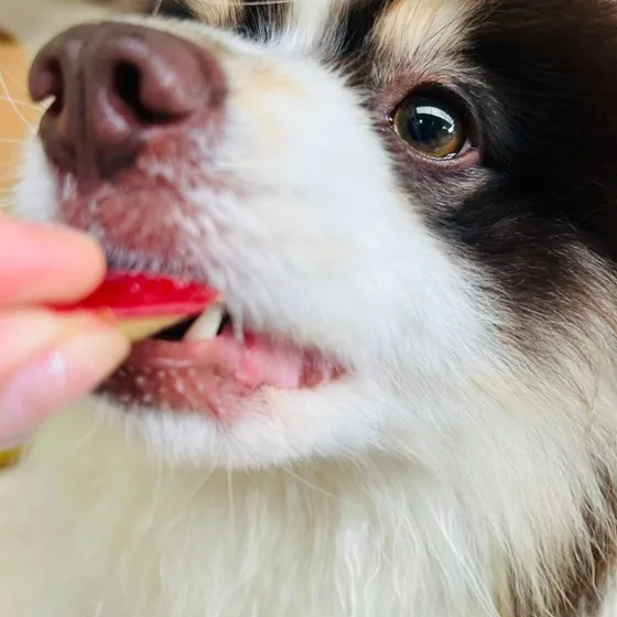 Close de cão recebendo um petisco da mão da equipe