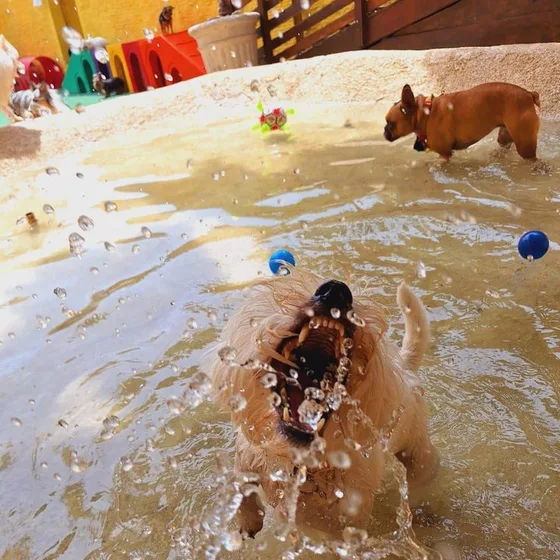 Cão nadando na piscina da prainha