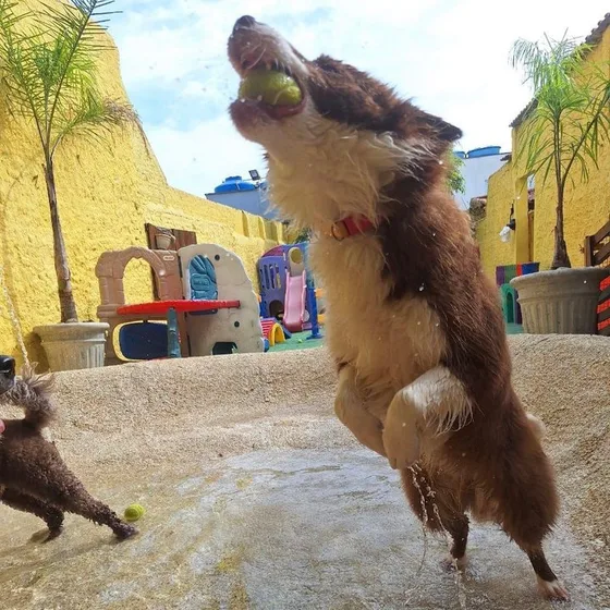 Cão saltando para alcançar a bolinha no ar