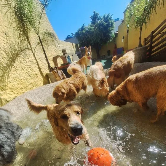 Golden retriever com brinquedo na piscina rasa