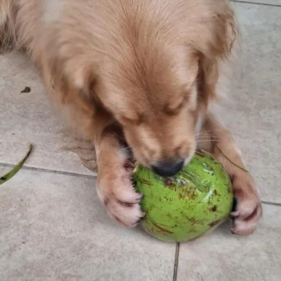 Cão segurando uma bola verde entre as patas