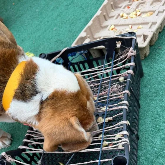 Cão explorando uma caixa de enriquecimento