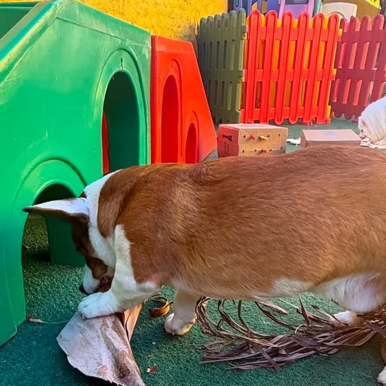 Cão farejando o enriquecimento montado no playground