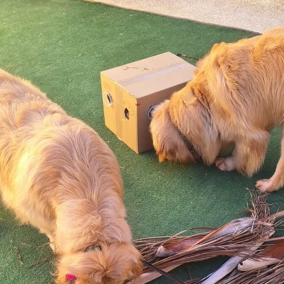 Dois cães explorando juntos uma caixa surpresa
