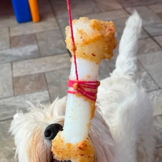 Cão branco com um osso recheado