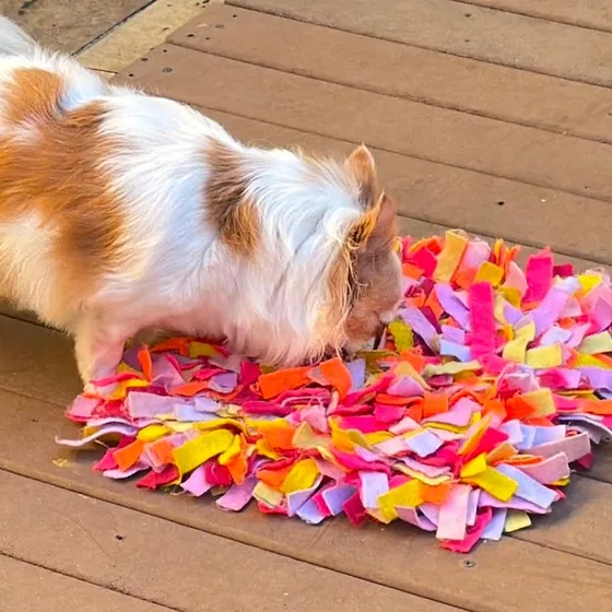 Cão farejando o tapete de forrageio