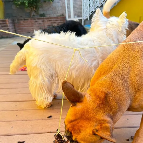Cães explorando o enriquecimento no deck de madeira