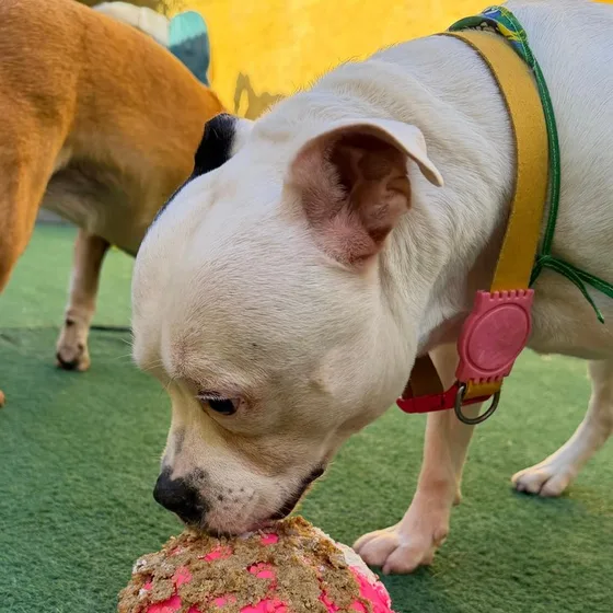 Bulldog francês comendo um bolo natural