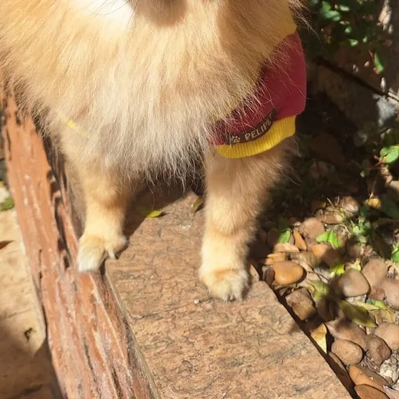 Cão farejando o canteiro do jardim