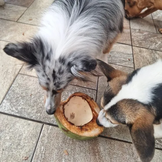 Dois cães dividindo um coco