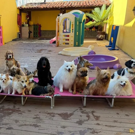 Turma de cães posando nas caminhas