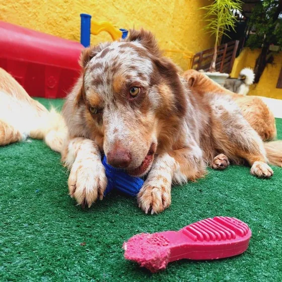 Cão deitado no gramado com o brinquedo ao lado