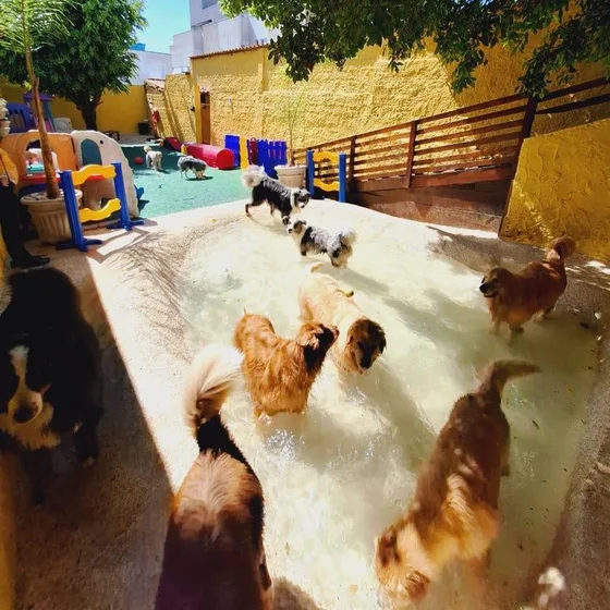 Cães brincando na piscina rasa da prainha