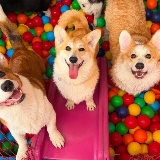 Corgis na piscina de bolinhas