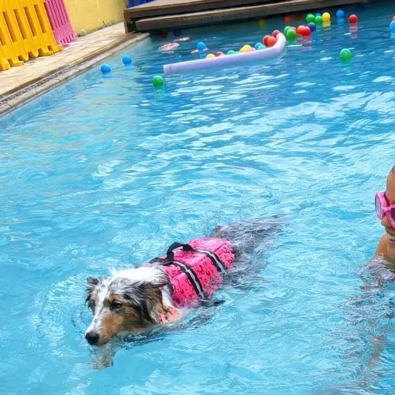 Cão nadando de colete salva-vidas na piscina de natação