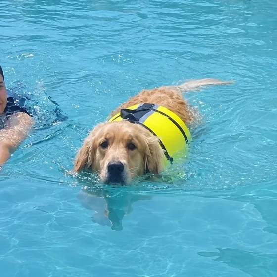 Golden retriever nadando de colete na piscina de natação