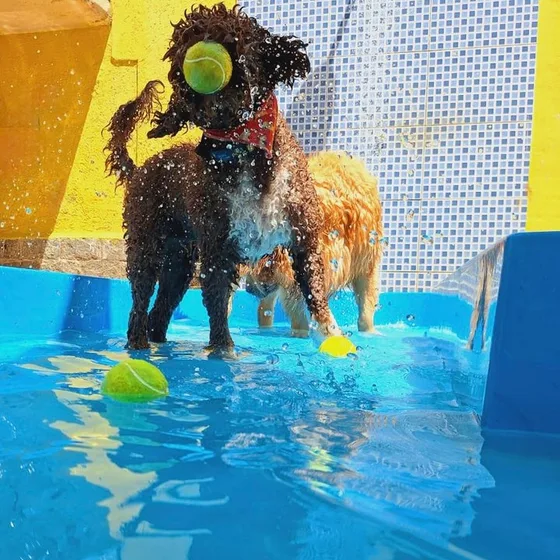 Cães brincando na piscina com bolinhas
