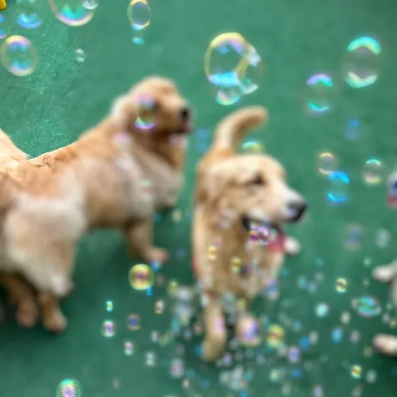 Cães correndo entre bolhas de sabão no gramado