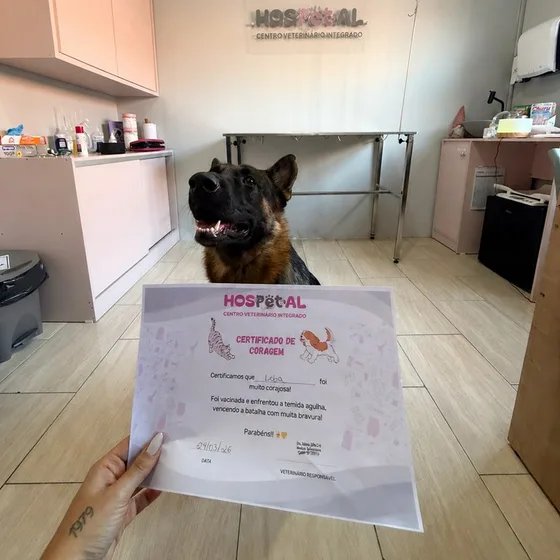 Cão pastor alemão ao lado do Certificado de Coragem entregue depois da vacinação, na sala do HosPETal