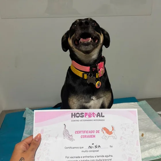Cadela Nina de boca aberta ao lado do seu Certificado de Coragem, depois de tomar vacina