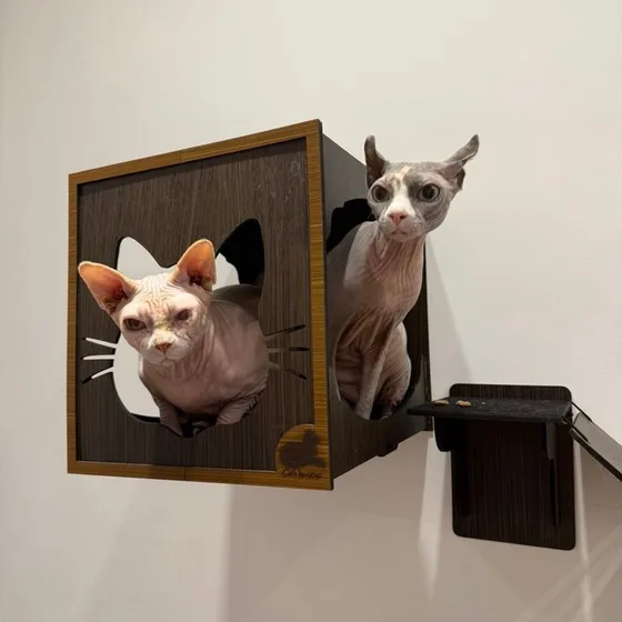 Dois gatos sphynx acomodados numa casinha de parede, no espaço dos felinos