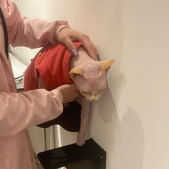 Gato sphynx de blusinha sendo acomodado com cuidado numa prateleira de parede