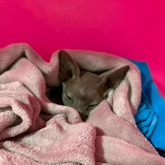 Gato sphynx enrolado num cobertor, descansando na internação