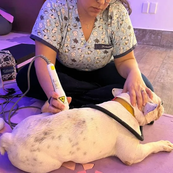 Cão recebendo sessão de laserterapia deitado no tatame, com a fisioterapeuta ao lado