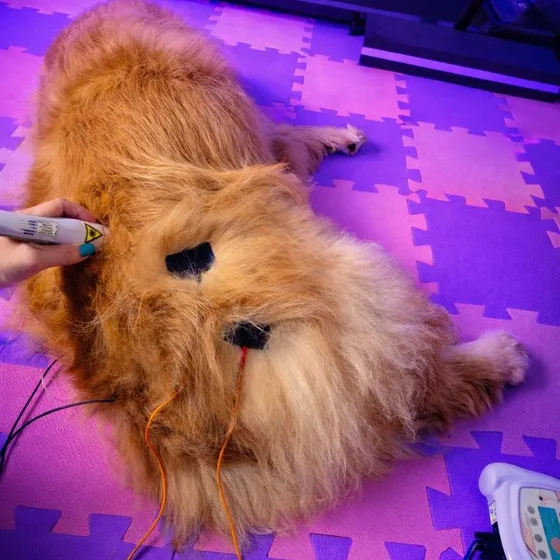 Cão recebendo laserterapia no tatame, com proteção nos olhos