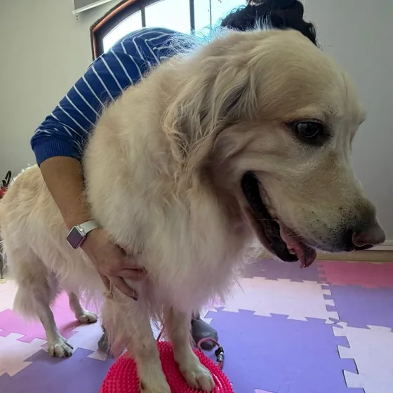 Cão idoso fazendo exercício de equilíbrio com apoio da fisioterapeuta